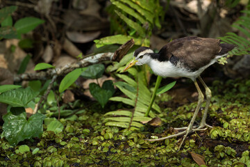 Wattled Jacana - Jacana jacana, beautiful colored water bird from Latin and South American wetlands and fresh waters, Gamboa forest, Panama.