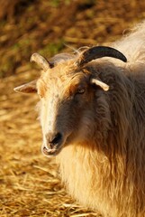 
Sheep used for nature conservation. Roadside maintenance and conservation of landscapes. Mammal used in meat industry for slaughterhouse and food product.