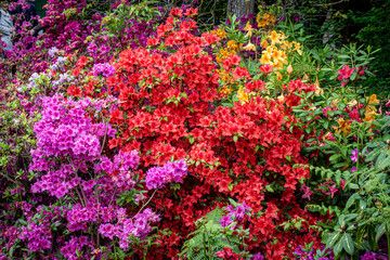 pink and yellow flowers