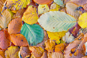 Fallen colored leaves on the water surface. Colorful autumn pattern.