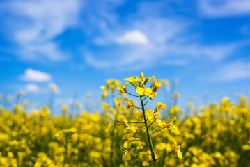 Obraz premium Oilseed Rapeseed Flowers in Cultivated Agricultural Field