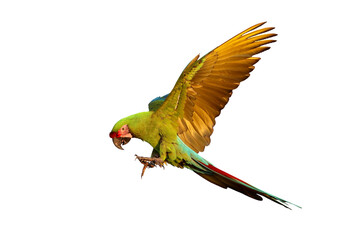 Beautiful great green macaw flying isolated on transparent background png file © Passakorn
