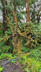 Costa Rica rainforest with many plants and trees in Poas National Park, a stunning protected area, known for its breathtaking volcanic crater and lush cloud forests.