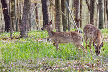 White - tailed deer or Virginia deer (Odocoileus virginianus) in the forest. The deers  change their fur from winter to summer