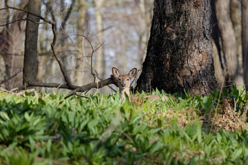White - tailed deer or Virginia deer (Odocoileus virginianus)  lies in a forest overgrown with wild garlic 