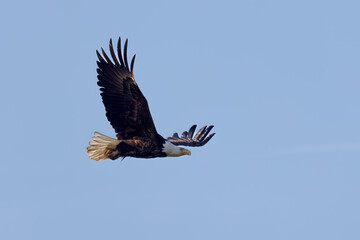 The Bald eagle (Haliaeetus leucocephalus) in flight
