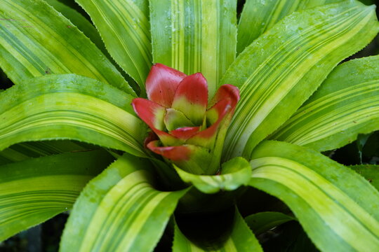 Guzmania lingulata or scarlet star is a species of flowering plant in the bromeliad family Bromeliaceae, subfamily Tillandsioideae. Hanover, Germany.