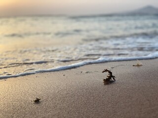 Close-up of a piece of seaweed on a sandy seashore