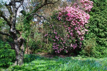 Exbury Gardens. View of the 
azaleas in beautiful garden. Southampton, Hampshire, Great Britain, Europe. 