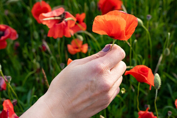mano di donna che coglie un fiore rosso, papavero di campo di toscana