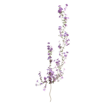 3d render illustration clematis tree falling vines isolated