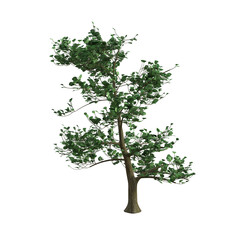 3d rendering green verdant tree isolated