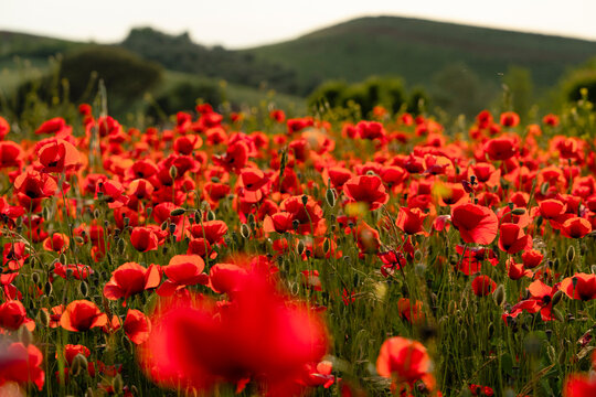 campo di papaveri rossi nella campagna toscana in primavera