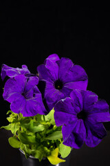 Blue petunia flower. Close-up, on a black background. With a lot of small details.