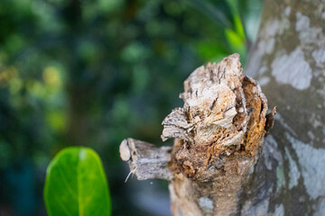 Special part of a tree
