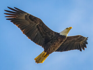 american bald eagle