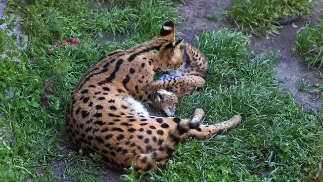 Bengal serval playing with his baby. Wild cat.