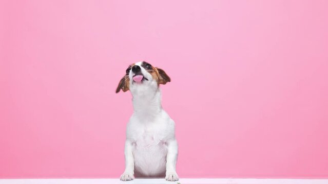 Cute, little, purebreed jack russell dog lkicking food from transparent glass agaisnt pink background. Funny muzzle. Concept of domestic animal, care, animal life. Copy space for ad.