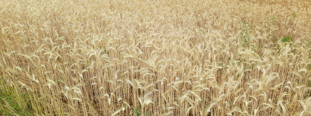 Campo di grano in primavera