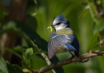 Blaumeise mit Raupe