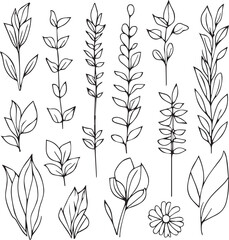 Set of vector hand-drawn botanical leaf, botanical line drawing,  wildflower botanical line art, leaf vector art, Pencil realistic wildflower drawing, ink sketch isolated on white background.