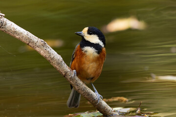 公園の水場にやってきたヤマガラ