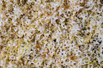 White flowers forming a beautiful texture pattern background
