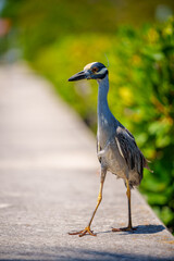 Photo of a Grey heron Florida native bird