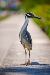 Photo of a Grey heron Florida native bird