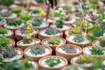 Succulent plant in small terracotta pots in flower shop closeup. Big variety of green organic pot-plants designed to diversify home interior placed in greenhouse. Plant lovers, indoor gardening.