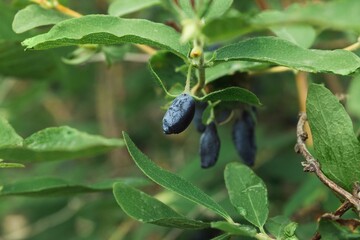 Ripe blue honeysuckle berries on a bush. Cultivation of garden plants