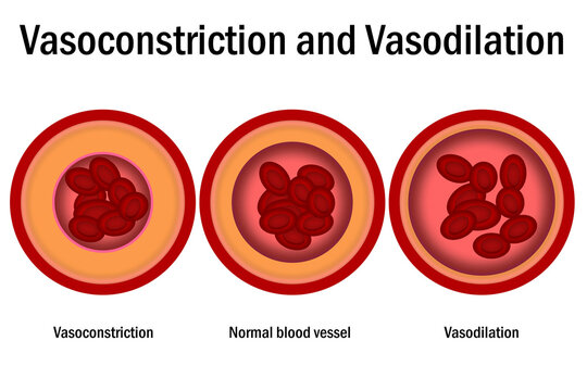 Comparison of normal, vasoconstriction and vasodilation blood vessels with cross section of arteries