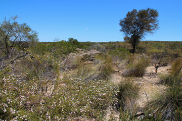 Fototapeta na wymiar desert in kalbarri in australia