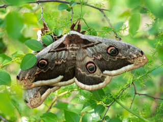 Giant Peacock Moth - Saturnia pyri in Paklenica National Park, Croatia is the largest moth in europe with wingspan up to 20cm