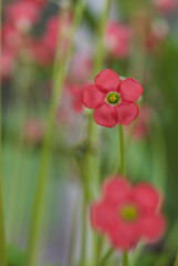 Beautiful close-up of oxalis tetrephylla