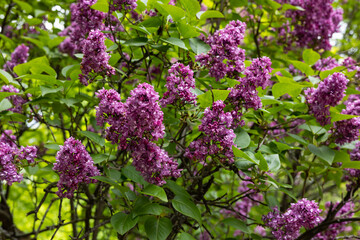 Fototapeta premium Lilac blossom. Branches of dark lilac.