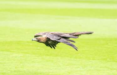 Golden eagle (Aquila chrysaetos) in flight.