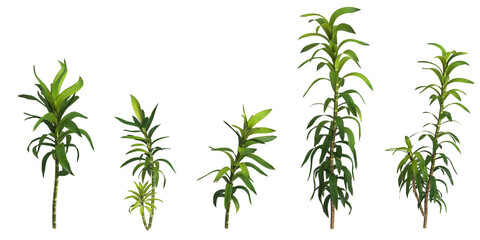 3d illustration of set dracaena reflexa plant isolated on transparent background human's eye view