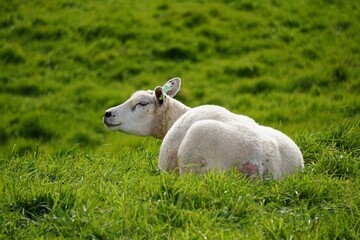 Obraz premium Sheep in the meadow doing nature maintenance by grazing grass. Spring with lambs. Meat for dishes such as shoarma and kebab for carnivores.