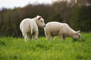 Obraz premium Sheep in the meadow doing nature maintenance by grazing grass. Spring with lambs. Meat for dishes such as shoarma and kebab for carnivores.