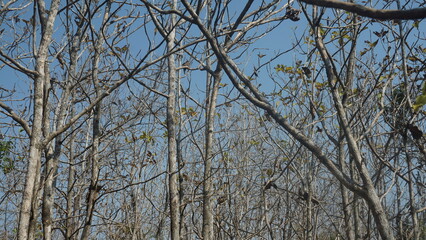 branches against blue sky