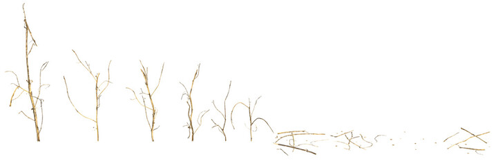 3d illustration of set dry grass isolated on transparent background human's eye view