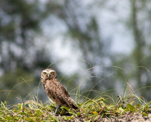owl in the grass