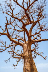 Obraz premium un baobab dans la savane africaine au Sénégal