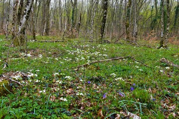 Lush spring herbaceous vegetation in a forest with white Cardamine trifolia flowers