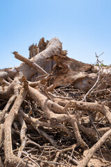 un baobab effondré dans la savane africaine au Sénégal