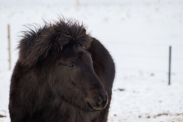 Fototapeta premium black and white horse