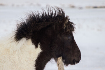 horse in winter