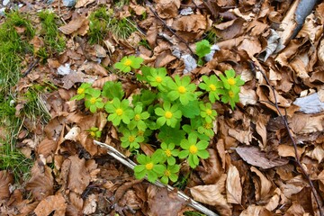 Close up of Hacquetia epipactis flowers with green petals and yellow stamen