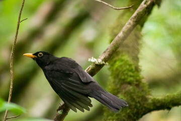 blackbird on a branch
